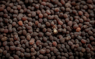 Tiny Zygiella x-notata spider on poppy seeds