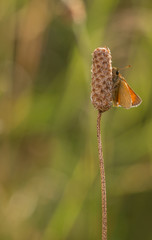 Small Skipper (Thymelicus sylvestris)