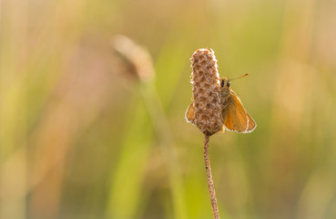 Small Skipper (Thymelicus sylvestris)