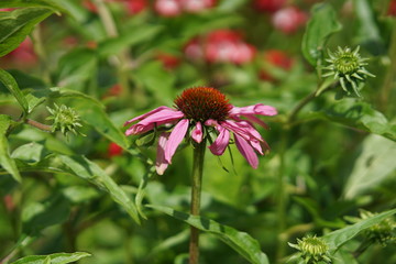 Echinacea