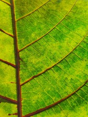 Close-up nature green leaf texture background with light in the back. 