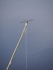 Fototapeta premium wind power turbine against blue sky
