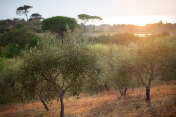 Obraz na płótnie Canvas Olive trees garden. Mediterranean olive farm ready for harvest. Italian olive's grove with ripe fresh olives.