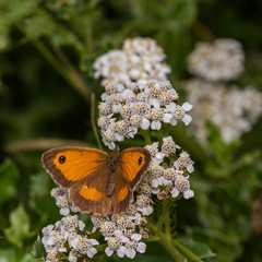 Gatekeeper (Pyronia tithonus) butterfly