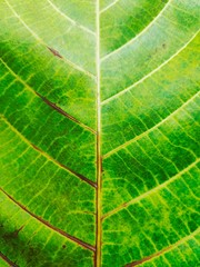 Close-up nature green leaf texture background with light in the back. 