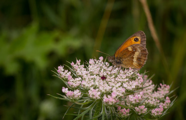 Gatekeeper (Pyronia tithonus) butterfly