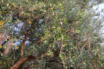 Olive trees garden. Mediterranean olive farm ready for harvest. Italian olive's grove with ripe fresh olives.