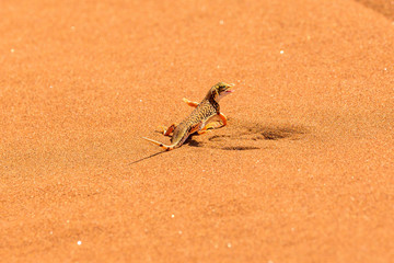 Little desert lizard on a sand dune in the Namib desert, Namib Naukluft Park, Namibia