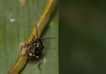 Naklejka premium Brassica Shieldbug (Eurydema oleracea) adult