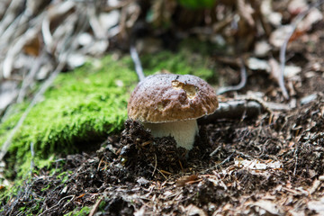 A very good day in the forest full with mushrooms