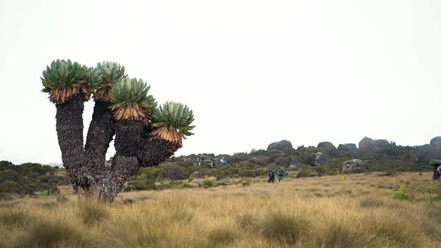 Giant Groundsel (Dendrosenecio Kilimanjari) at Kilimanjaro National Park, Tanzania