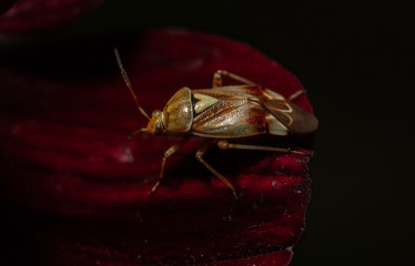 Chocolate Cosmos Lygus species bug