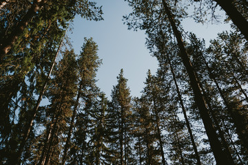 Obraz premium trees in the forest