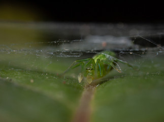 Nigma walckenaeri- Ice Green Spider