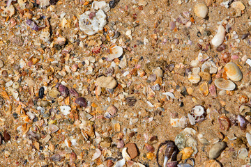 A scattering of shells in the sand on the beach. Horizontal.