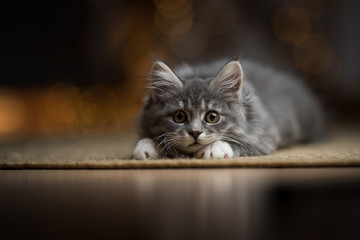 playful tabby blue maine coon kitten lurking on a sisal carpet with christmas light string bokeh in...
