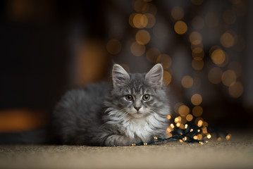 portrait of a tabby blue maine coon kitten lying on a sisal carpet next to a light string