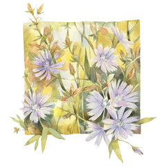 Hand painted watercolor illustration. Art composition with flowers of chicory.
