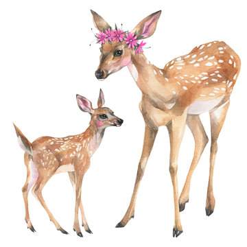 Hand painted watercolor illustration. Cute family of whitetail deers on white background.