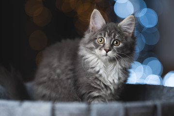 tabby blue maine coon kitten sitting in pet bed in front of some cold and warm christmas light string bokeh