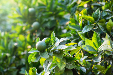 Mandarin tree with fruits. Branch with fresh green tangerines and leaves. Satsuma tree picture.