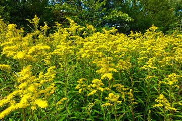Yellow wildflowers. Big bush of yellow flowers.