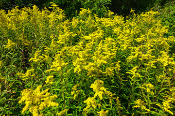 Fototapeta premium Yellow wildflowers. Big bush of yellow flowers.
