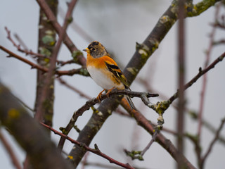 Fototapeta premium Bergfink auf Ast im Schneetreiben