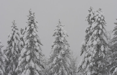 Fototapeta premium Schneebedeckte Tannen im Schneesturm