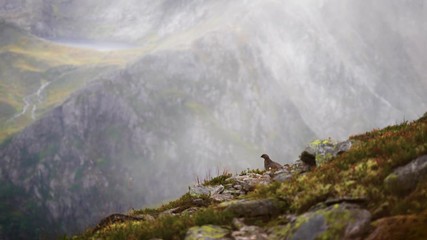 A clip of a ptarmigan in the misty mountains in Ørsta, Norway.