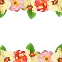 Beautiful floral background of orchids and roses. Isolated