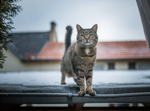 front view of a domestic shorthair cat standing on a snowy roof looking at camera