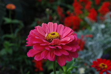 pink flower