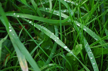 dew on grass