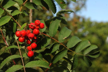 Rowan fruit on a branch