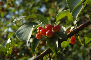 apples on Apple tree