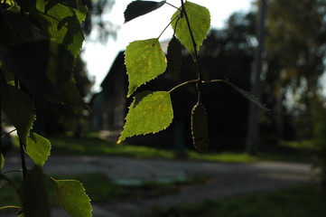 birch leaves