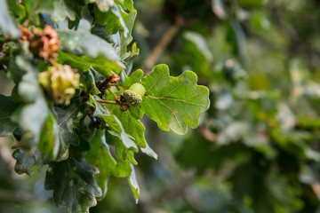Single acorn selective focus image