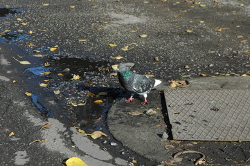 pigeon