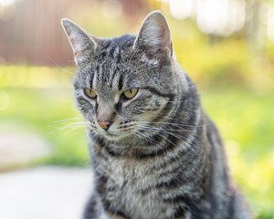 the portrait of striped grey cat with green background 