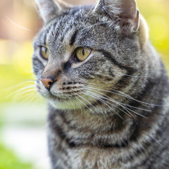 the portrait of striped grey cat with green background 