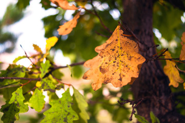 Close-Up View of Yellow Oak Tree Leaves in Sunlight. Change of Seasons Concept.