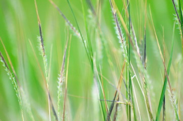 Green grass and flowers bloom in the rainy season.