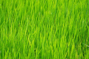 Green rice plants in the fields grow in the rainy season.