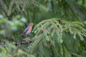 Robin on a spruce tree branch
