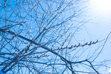 Branches of pussy willow.