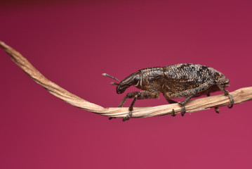 Weevil on a colored background. Family Curculionidae