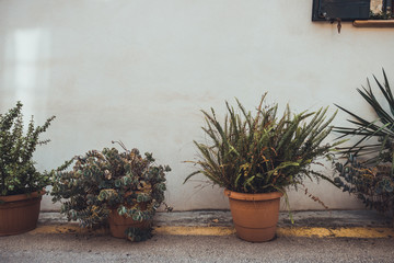 some plants in a street