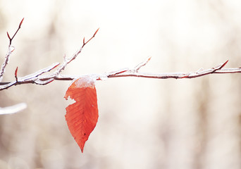 Yellow last leaf on a branch in the forest covered with ice and snow. Autumn transport to winter....