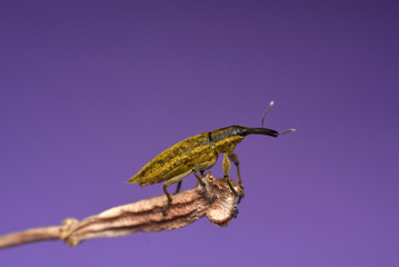 Beetle Lixus iridis on a purple background. Weevil on branch. Family Curculionidae